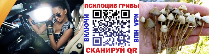 Галлюциногенные грибы Psilocybe  Северо-Курильск 